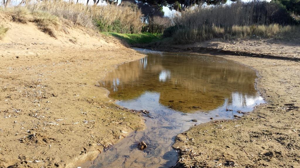 I fossi e lo stagno di Baratti (Piombino - LI)